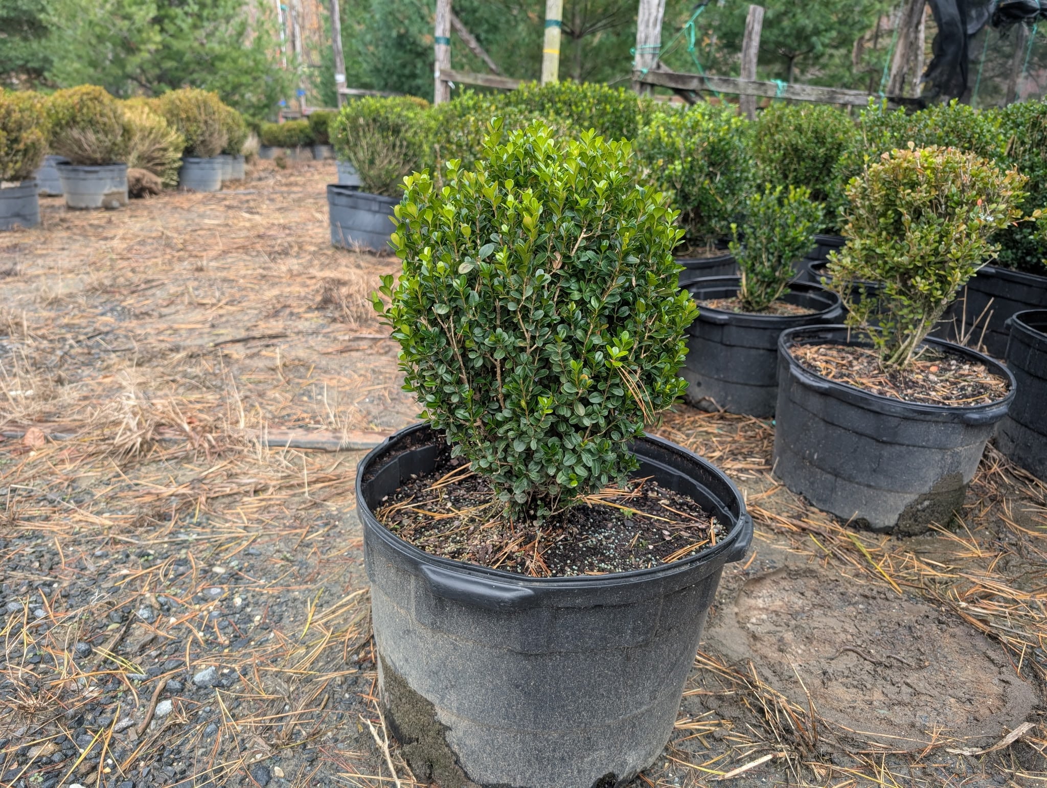 Rows of potted nursery stock