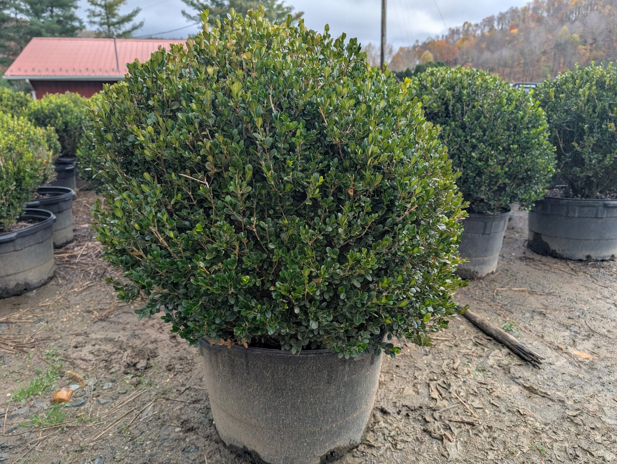 Large specimen boxwood in container