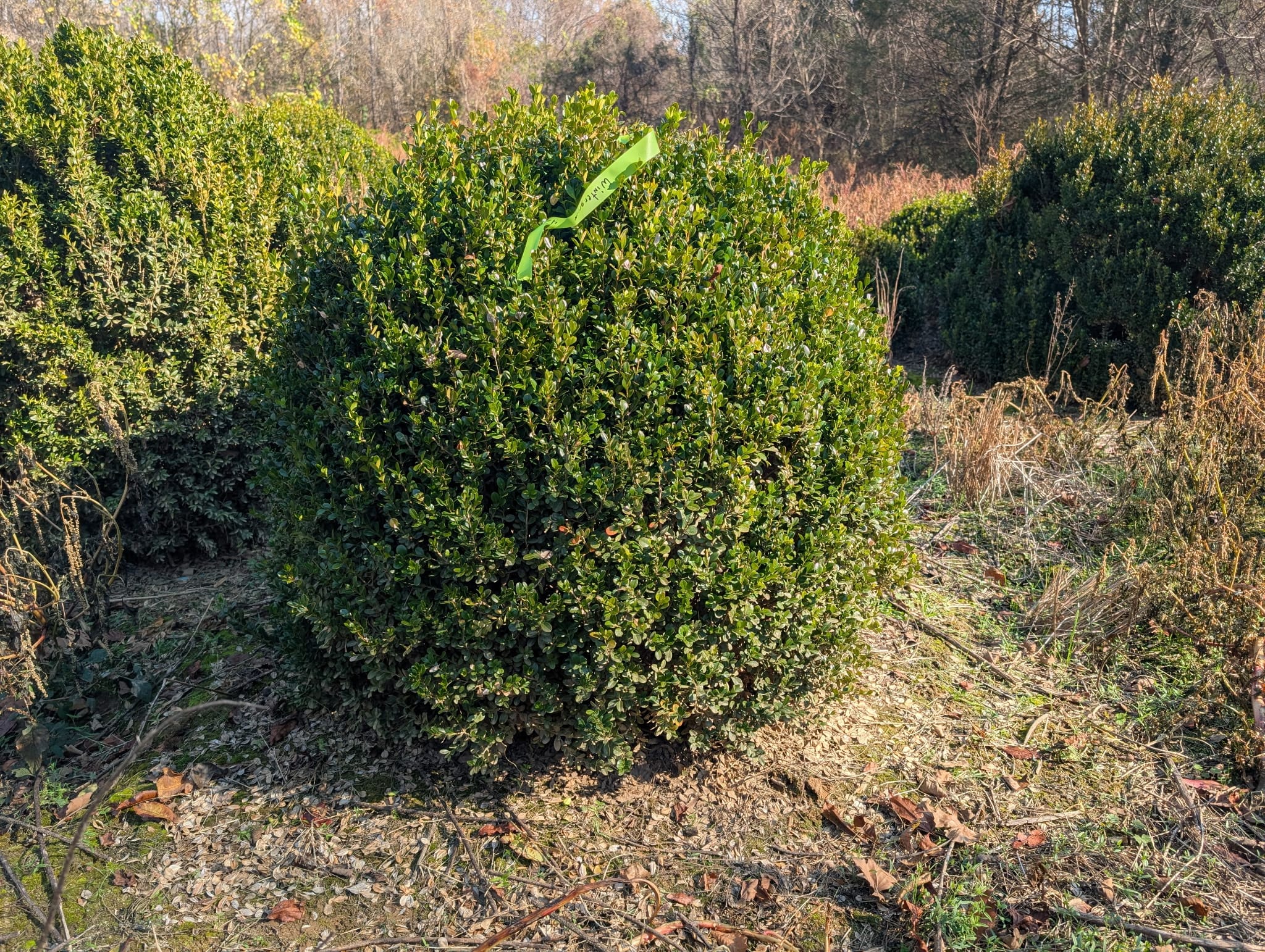 Nursery crop at Sugar Plum Farms