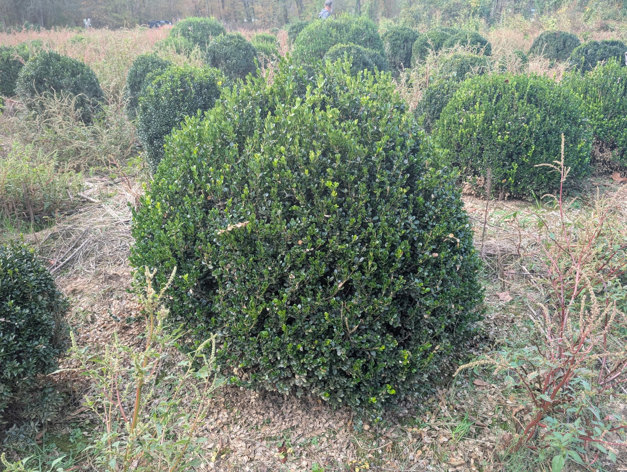 Boxwood in natural form in the nursery field