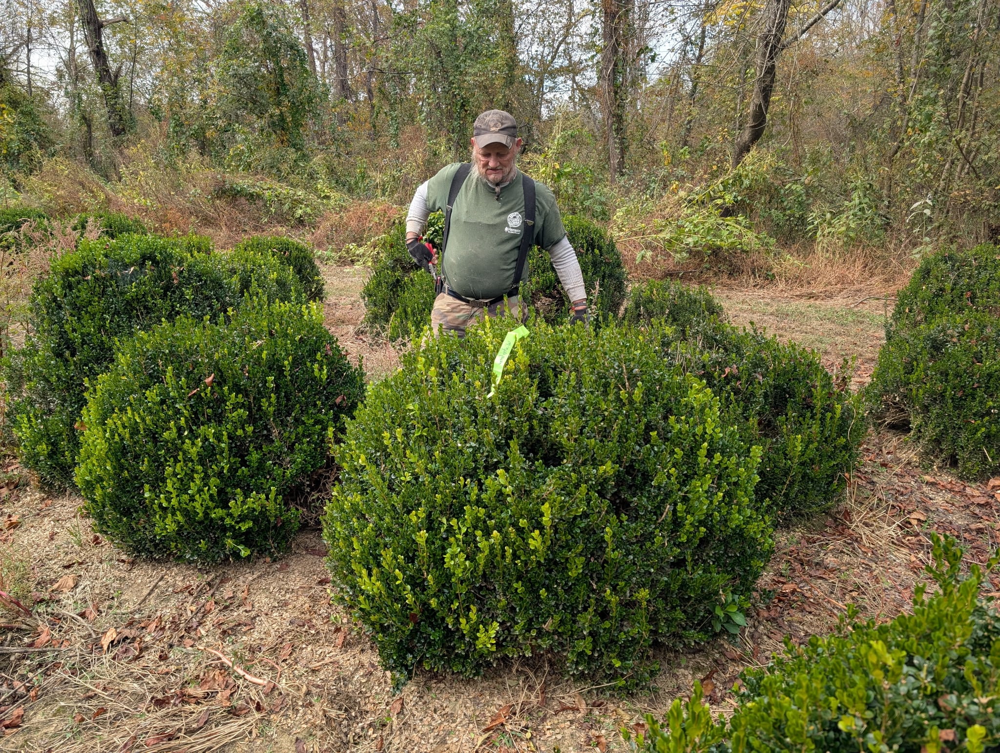 Nursery fields at Sugar Plum Farms