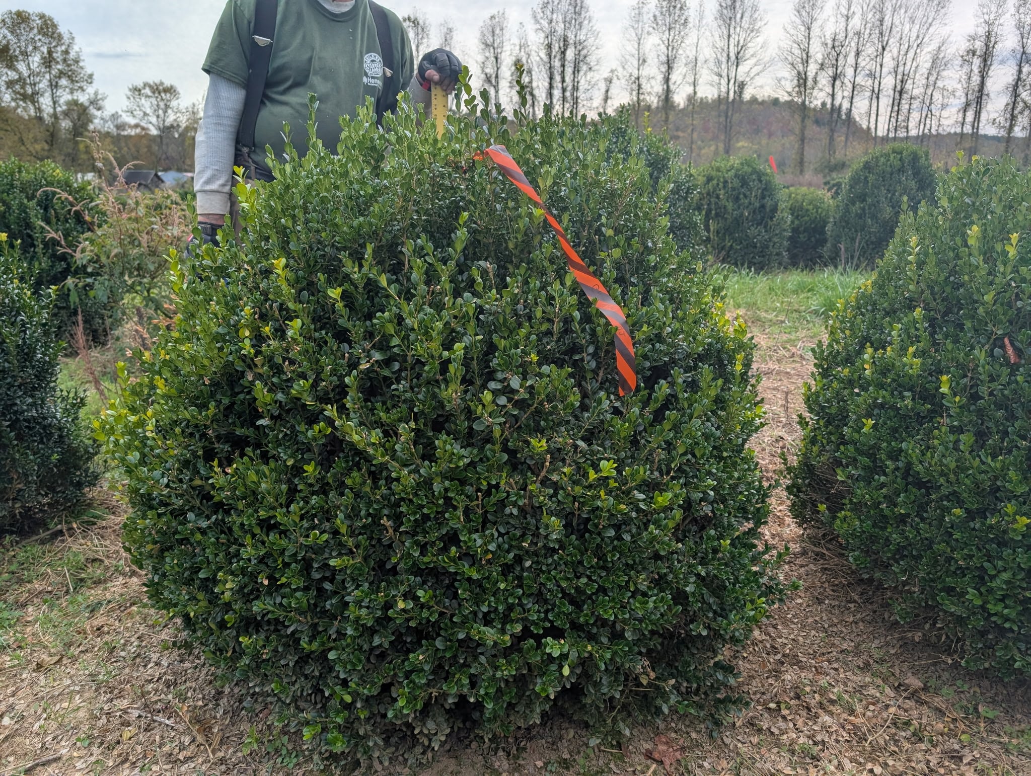 Selecting boxwoods at Sugar Plum Farms nursery