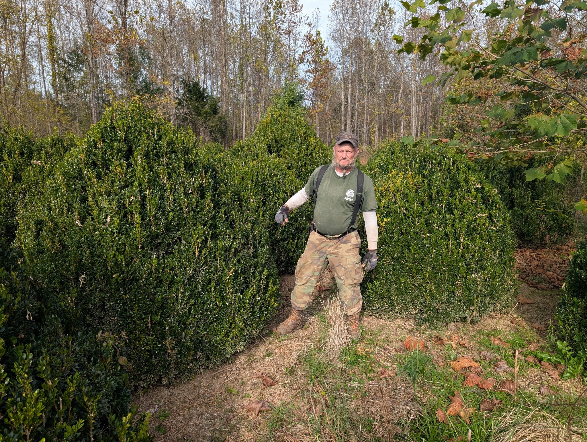 Tall boxwood hedge at Sugar Plum Farms