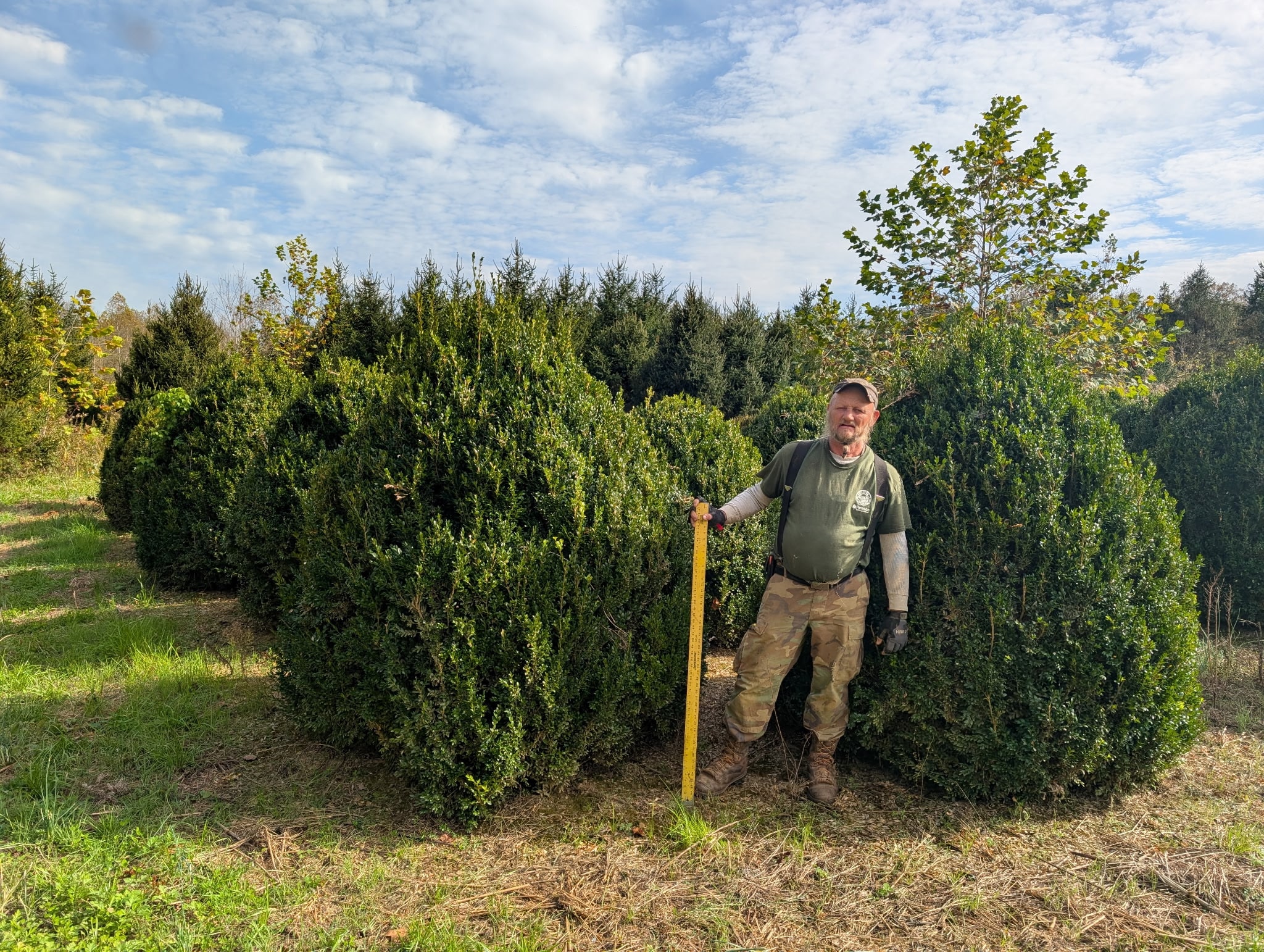 Staff member with massive specimen boxwood at Sugar Plum Farms