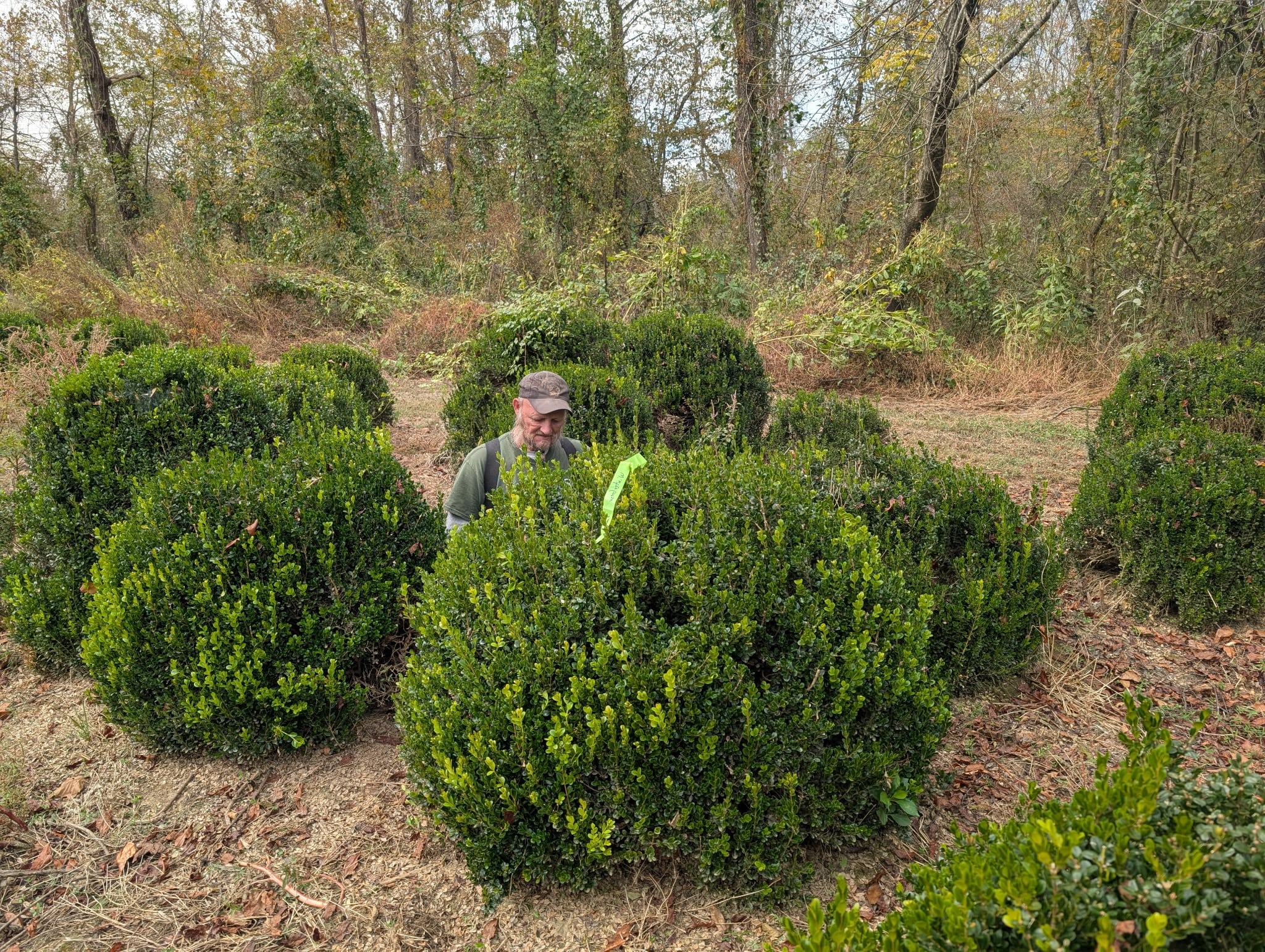 Among the boxwoods at Sugar Plum Farms