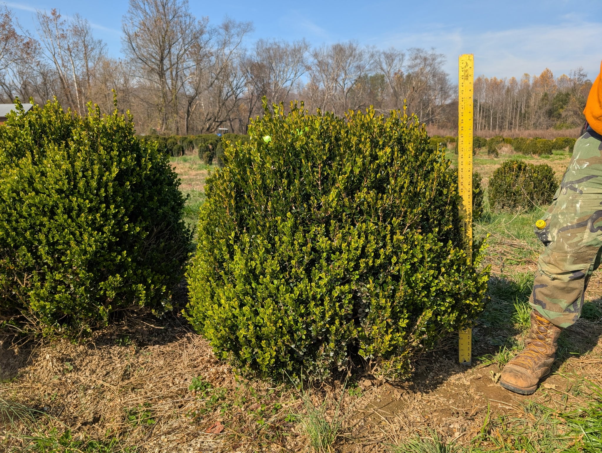 Taking inventory in the nursery field