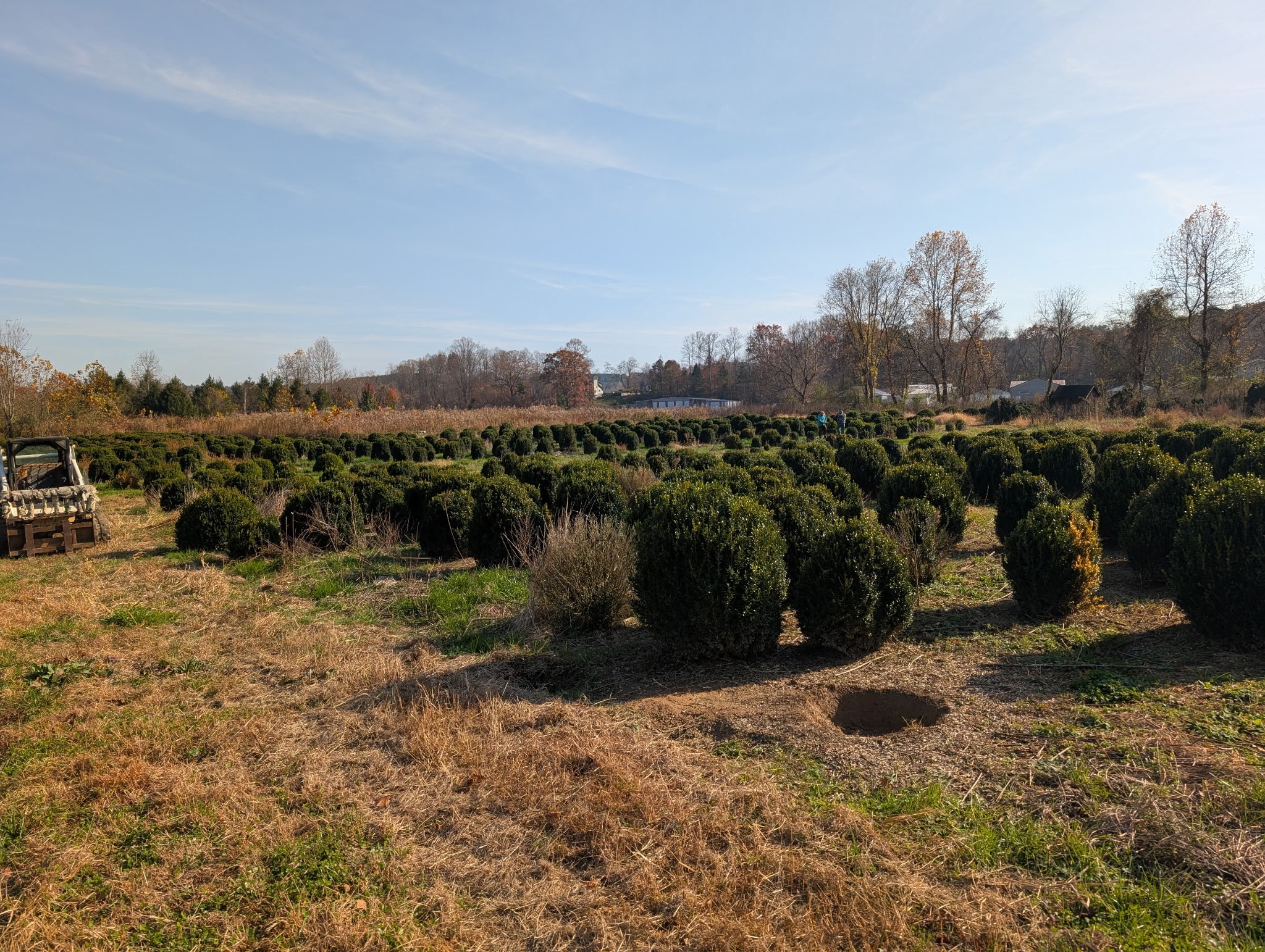 Rows of containerized nursery stock