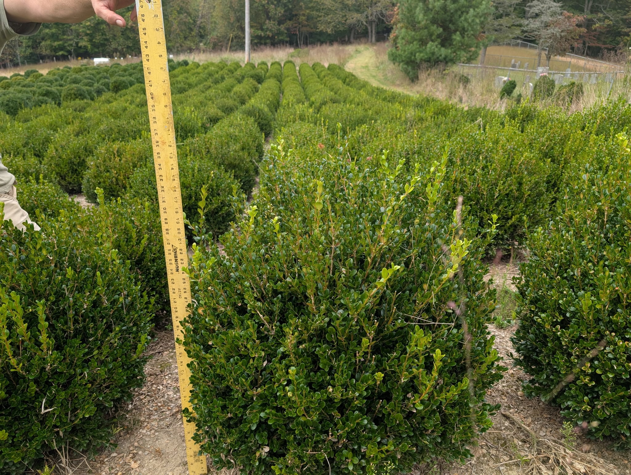 Terraced mountain nursery rows
