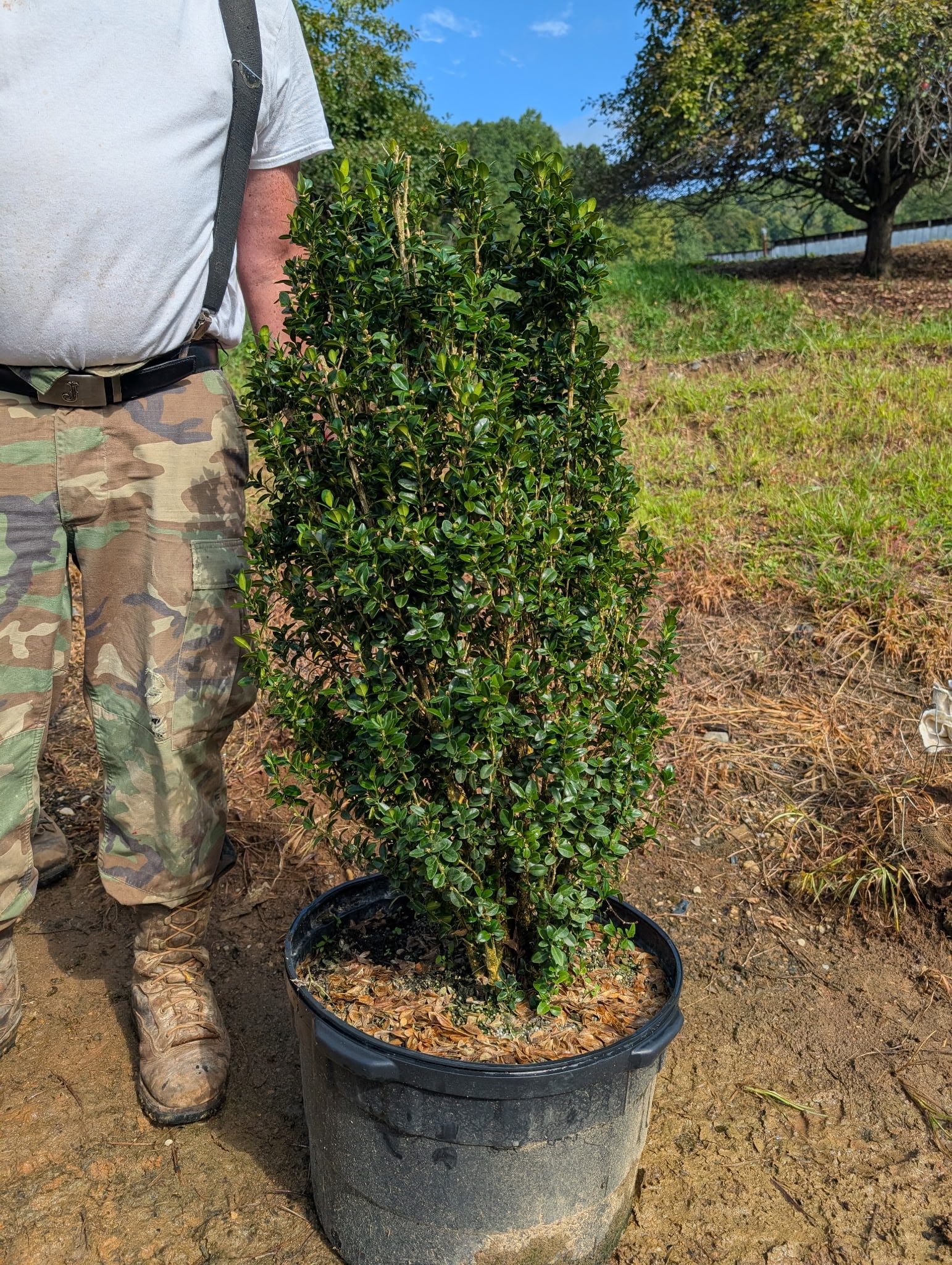 Fastigiata Boxwood upright columnar form