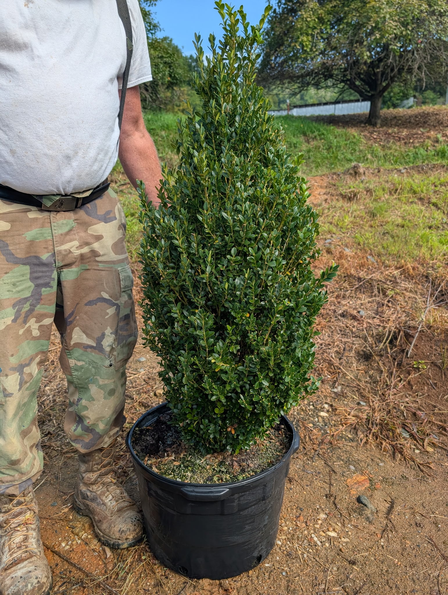 Green Mountain Boxwood conical form
