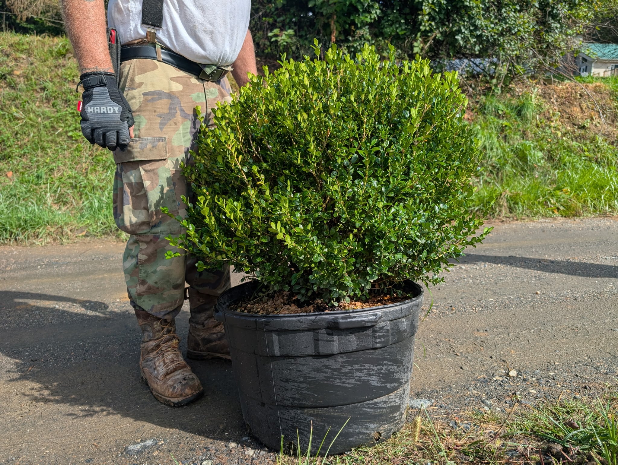 Moving nursery stock at Sugar Plum Farms