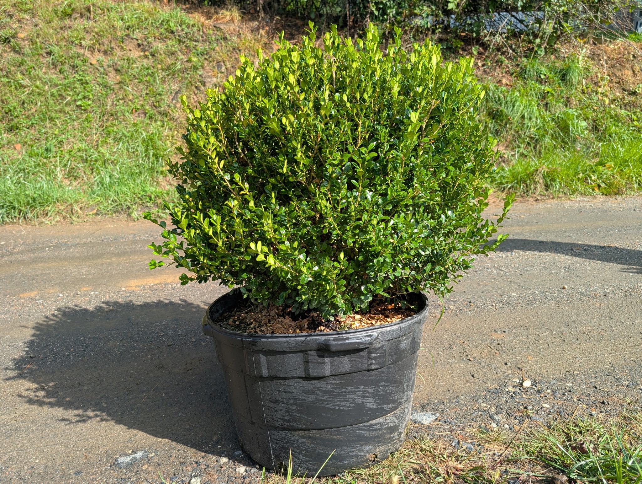 Potted boxwood shrub