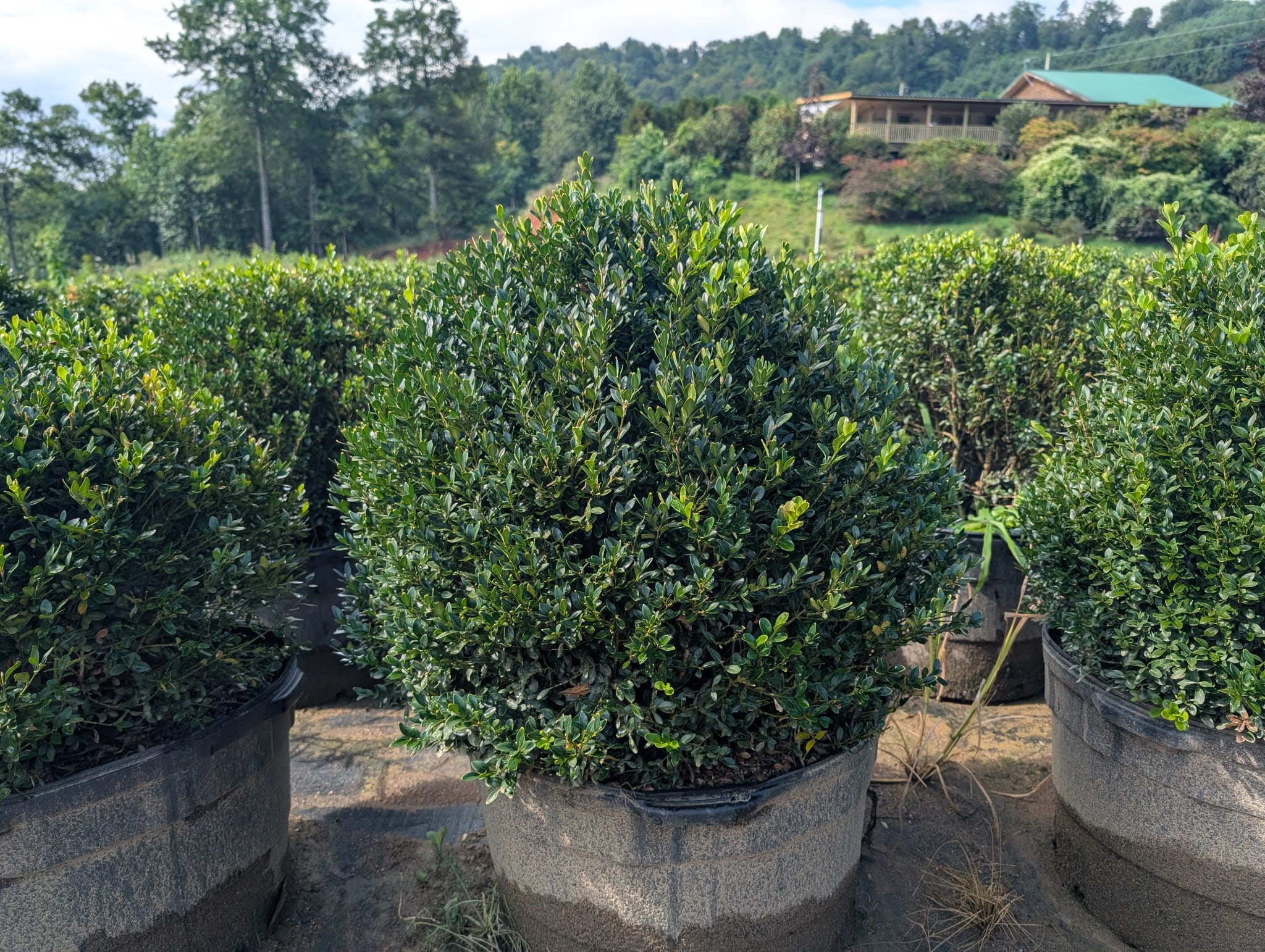 Terraced hillside nursery with Blue Ridge Mountain backdrop