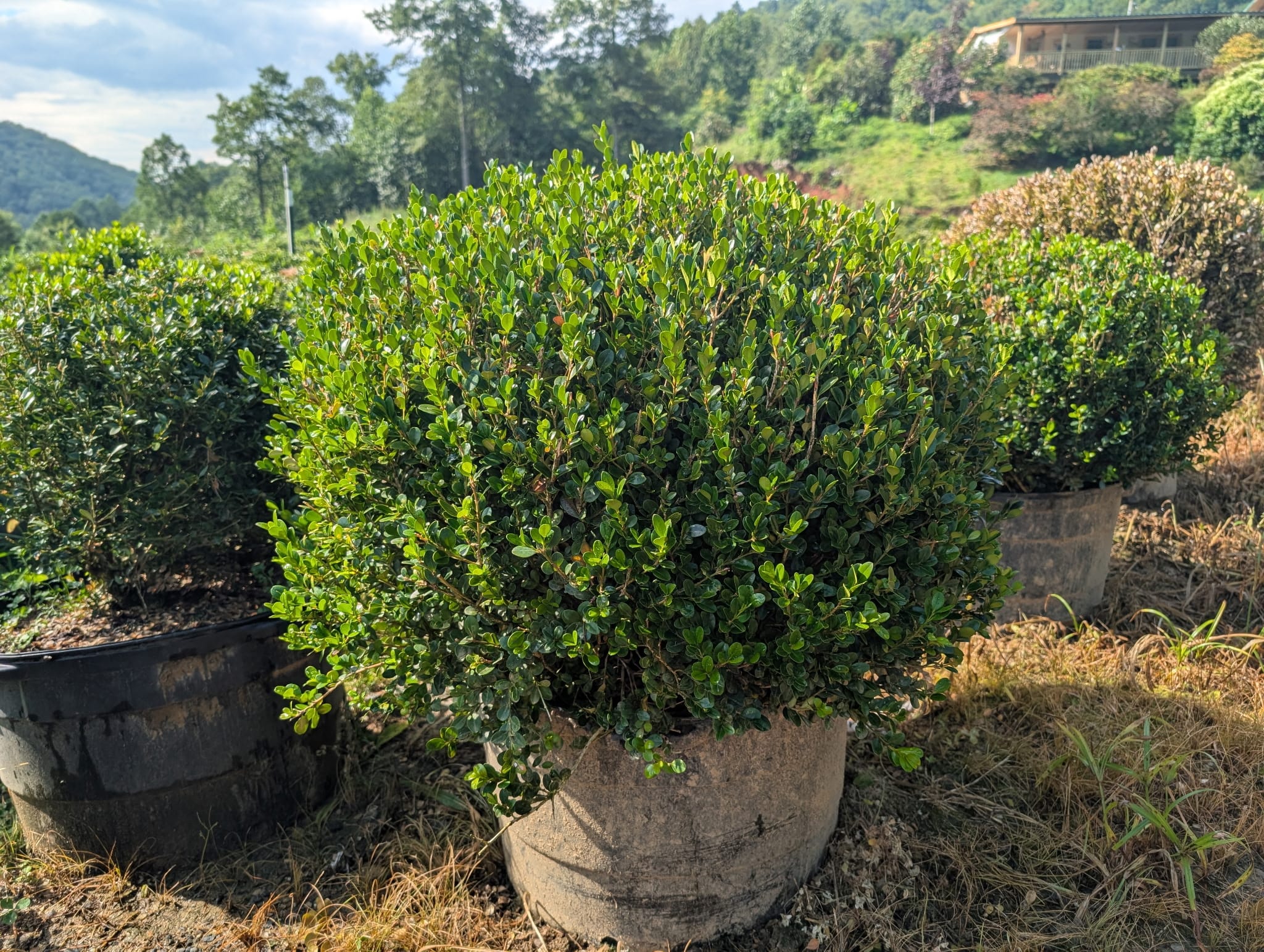 Wintergreen Boxwood rows at Sugar Plum Farms