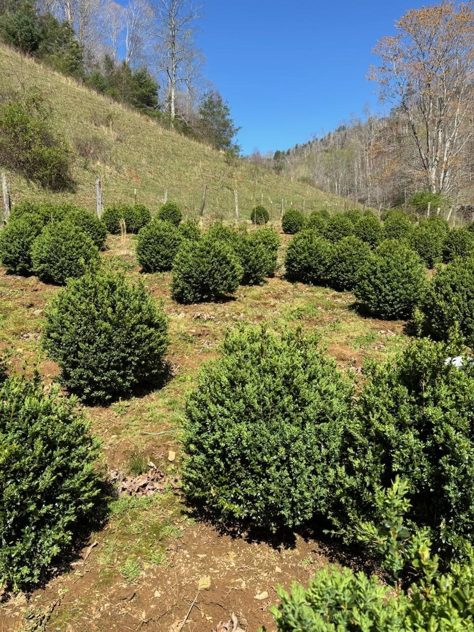 Rows of boxwoods on the hillside at Sugar Plum Farms