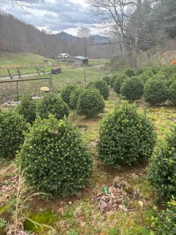The nursery with Blue Ridge Mountain backdrop