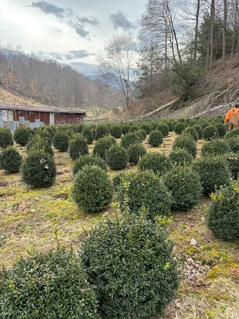Hillside rows of boxwoods at the nursery