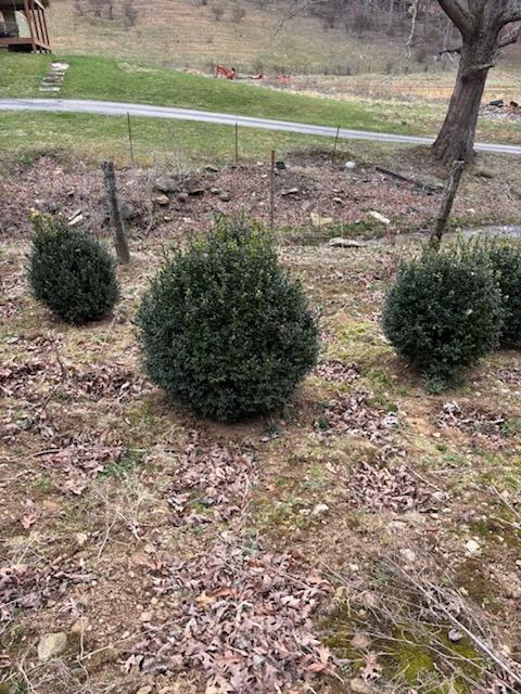 Nursery rows with mountain views