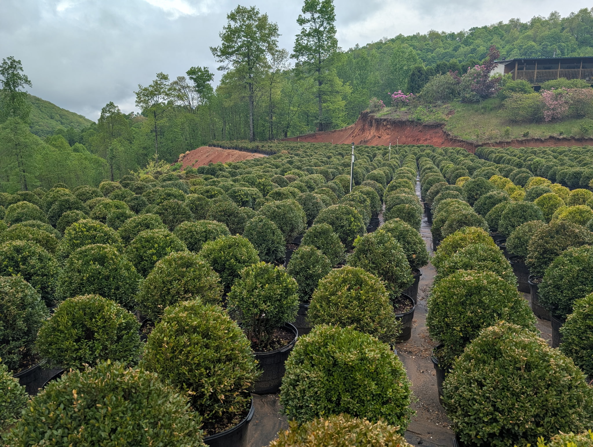 Aerial view of Sugar Plum Farms nursery with spring blooms