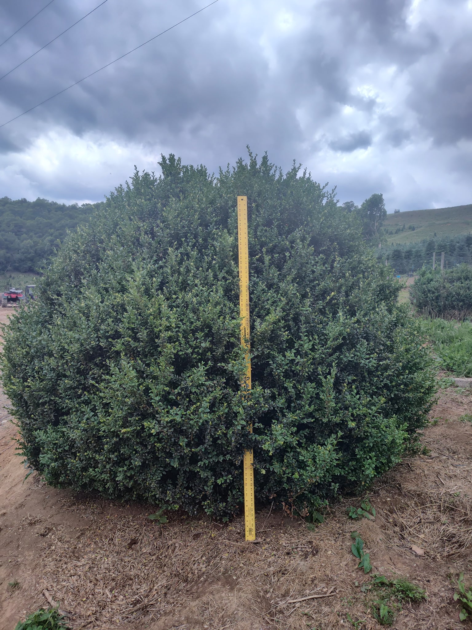 Inspecting nursery stock for quality