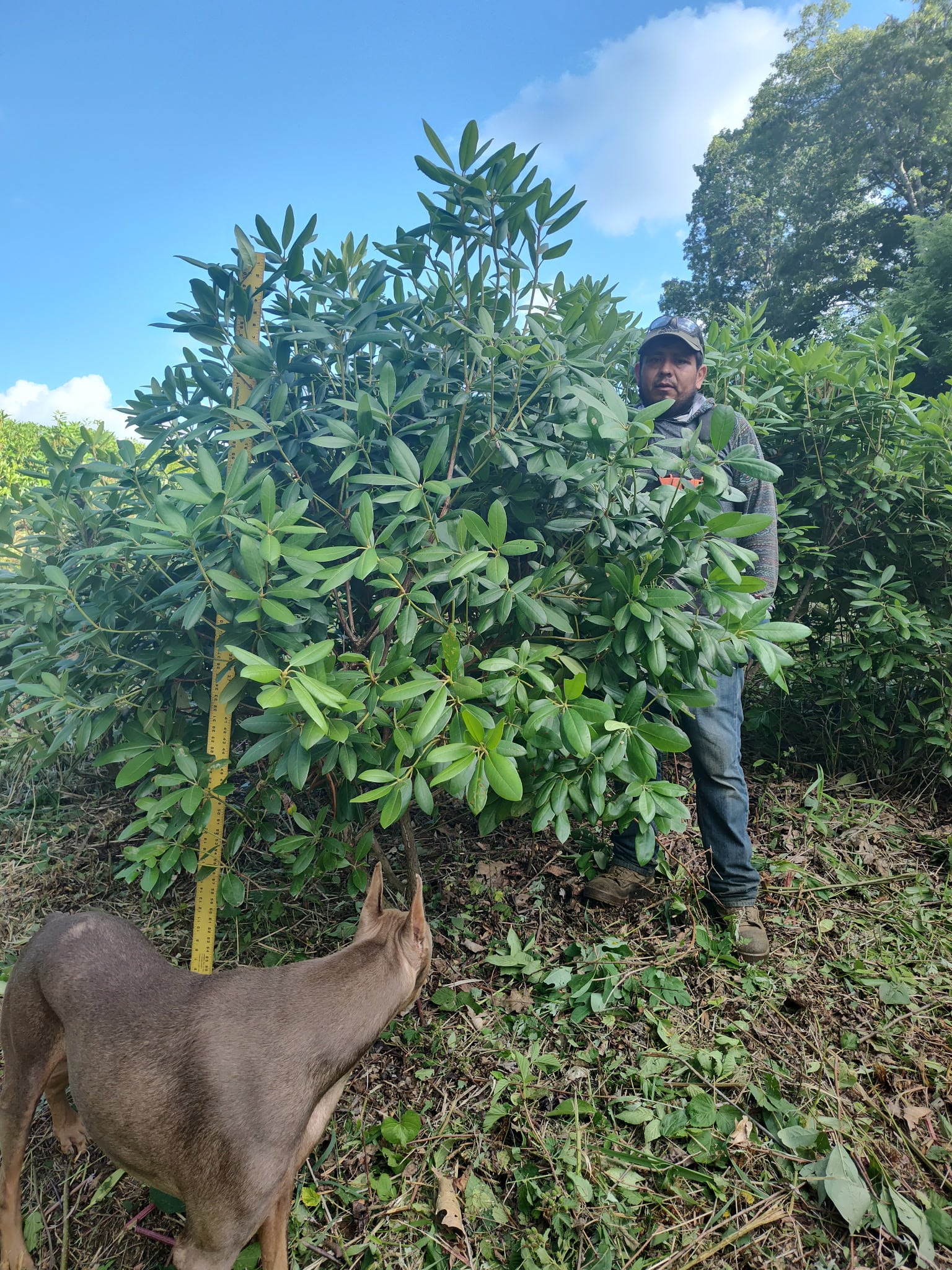 Large rhododendron at Sugar Plum Farms
