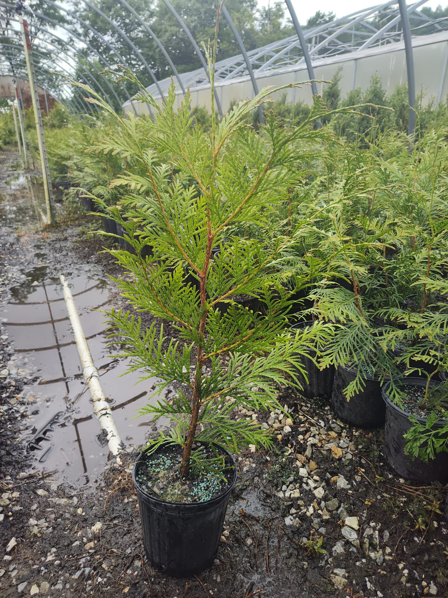 Arborvitae trees in nursery containers