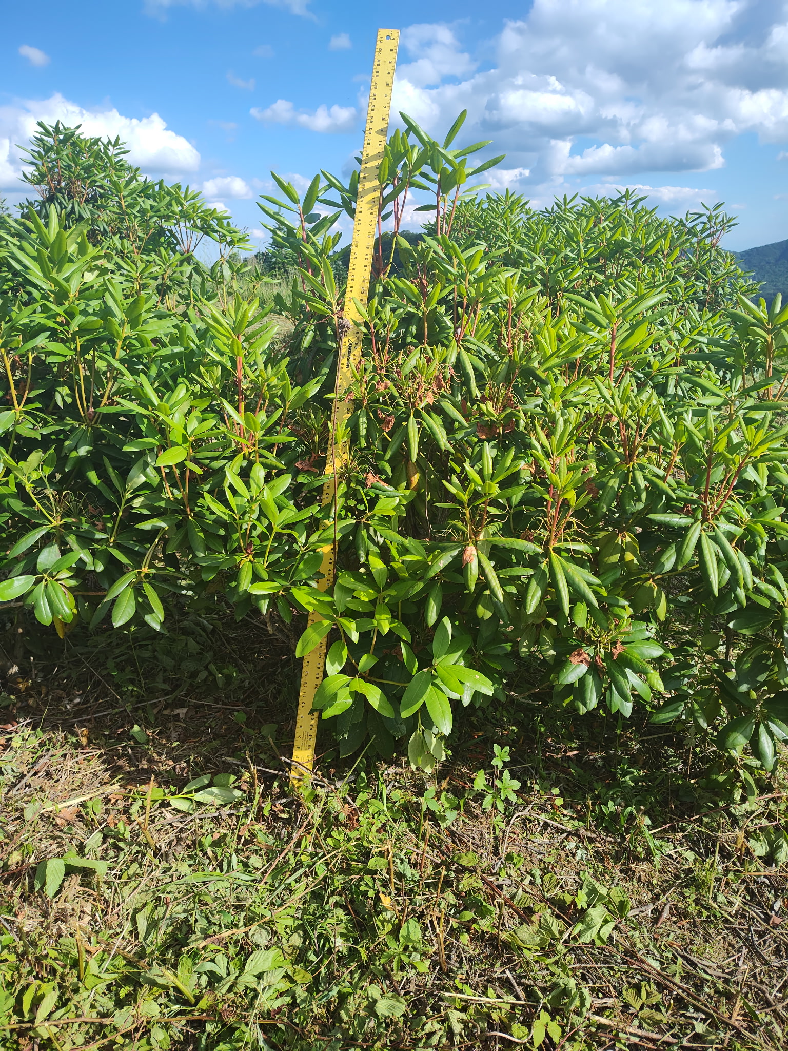 Rhododendron at Sugar Plum Farms nursery
