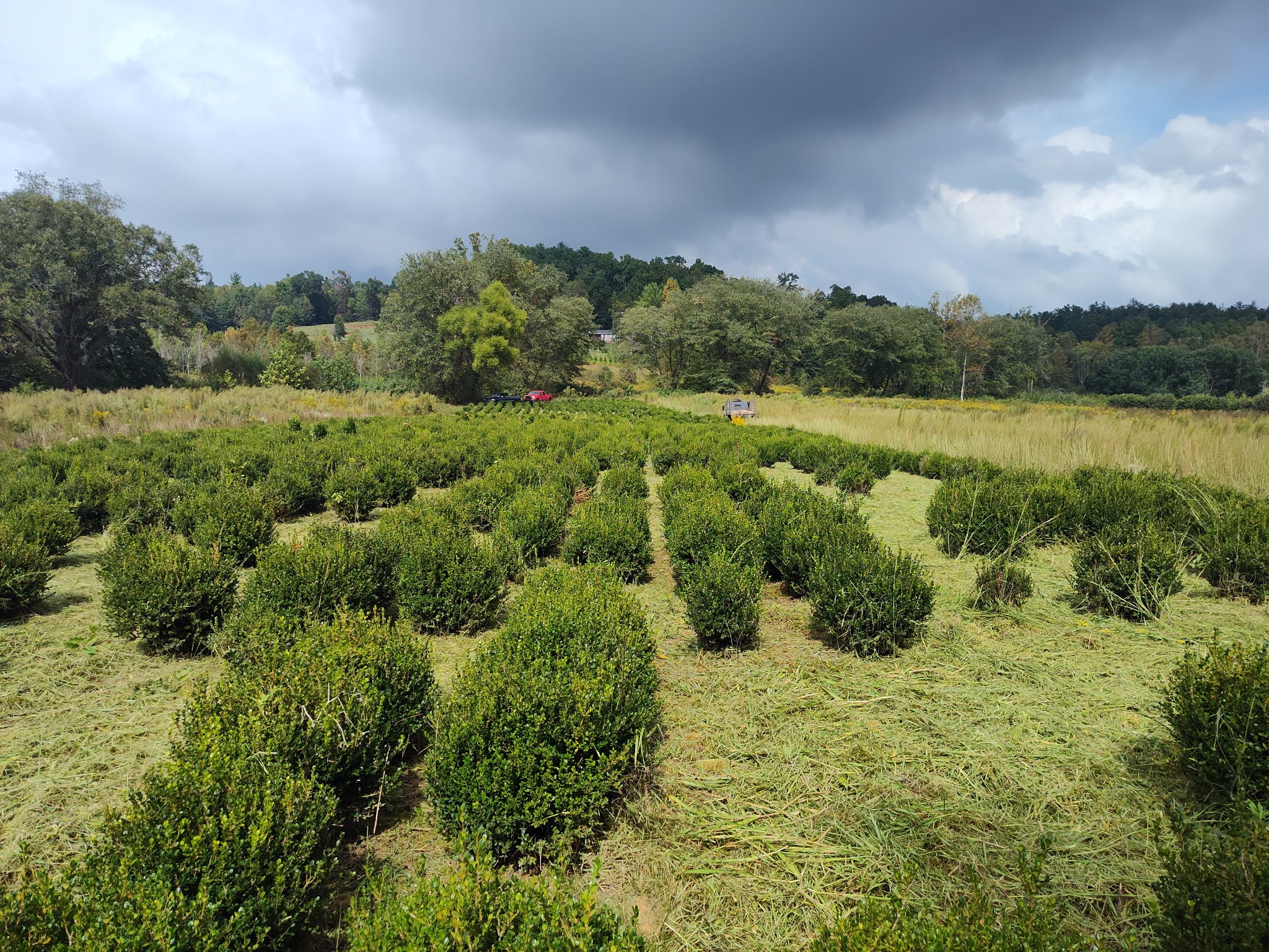 Boxwood fields at Sugar Plum Farms nursery
