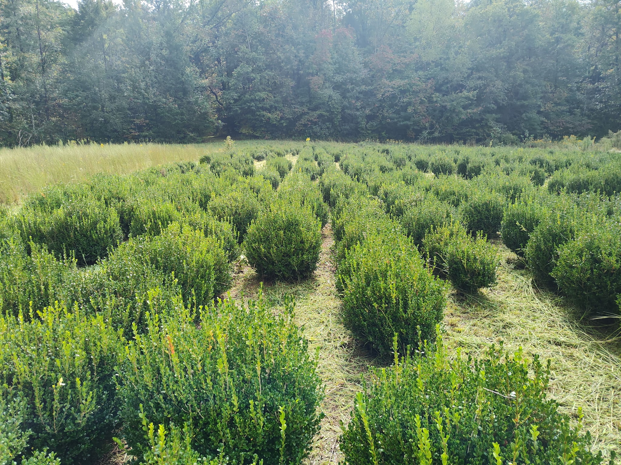 Sugar Plum Farms nursery in the Blue Ridge Mountains