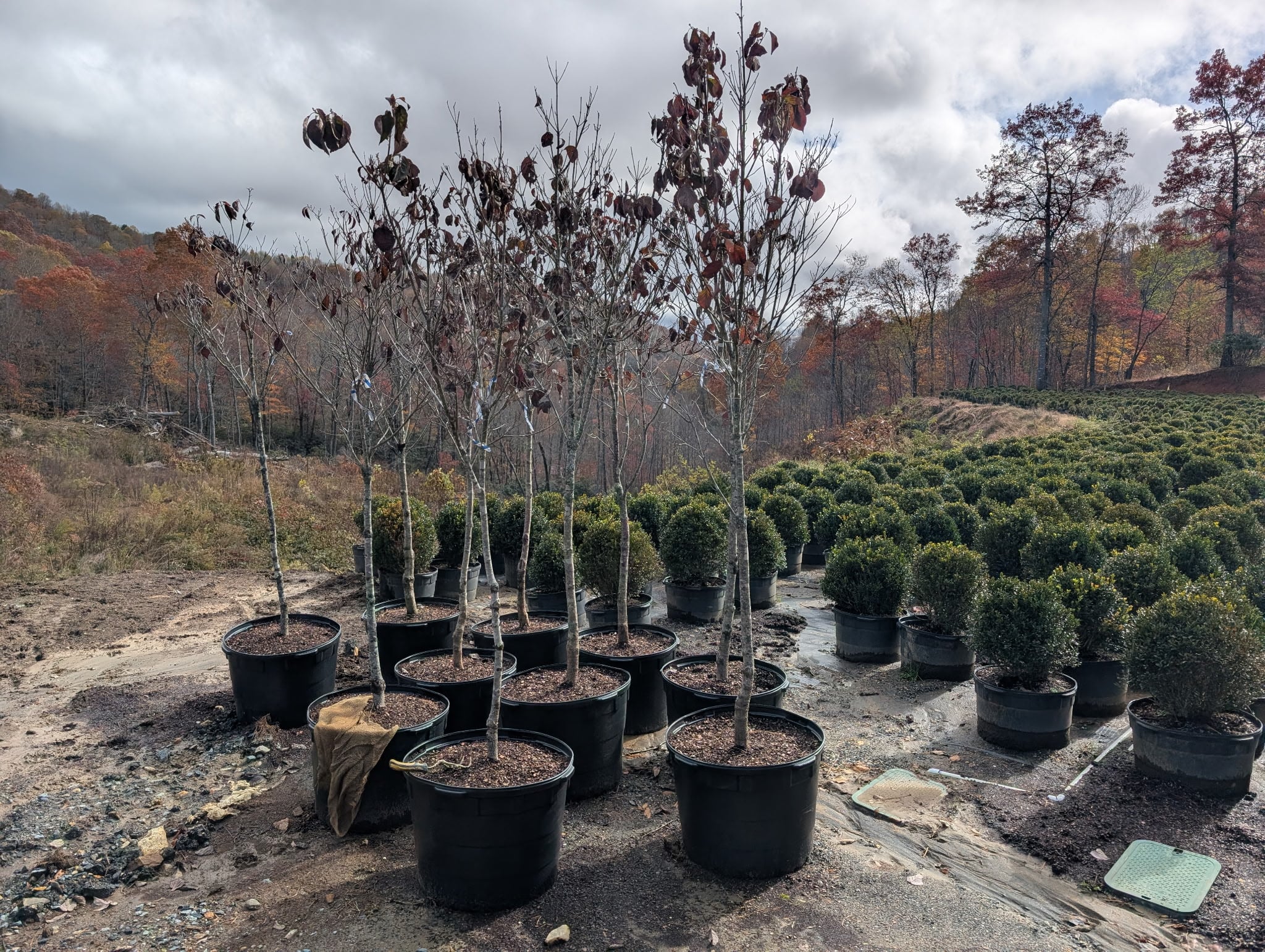Dogwood trees in nursery containers