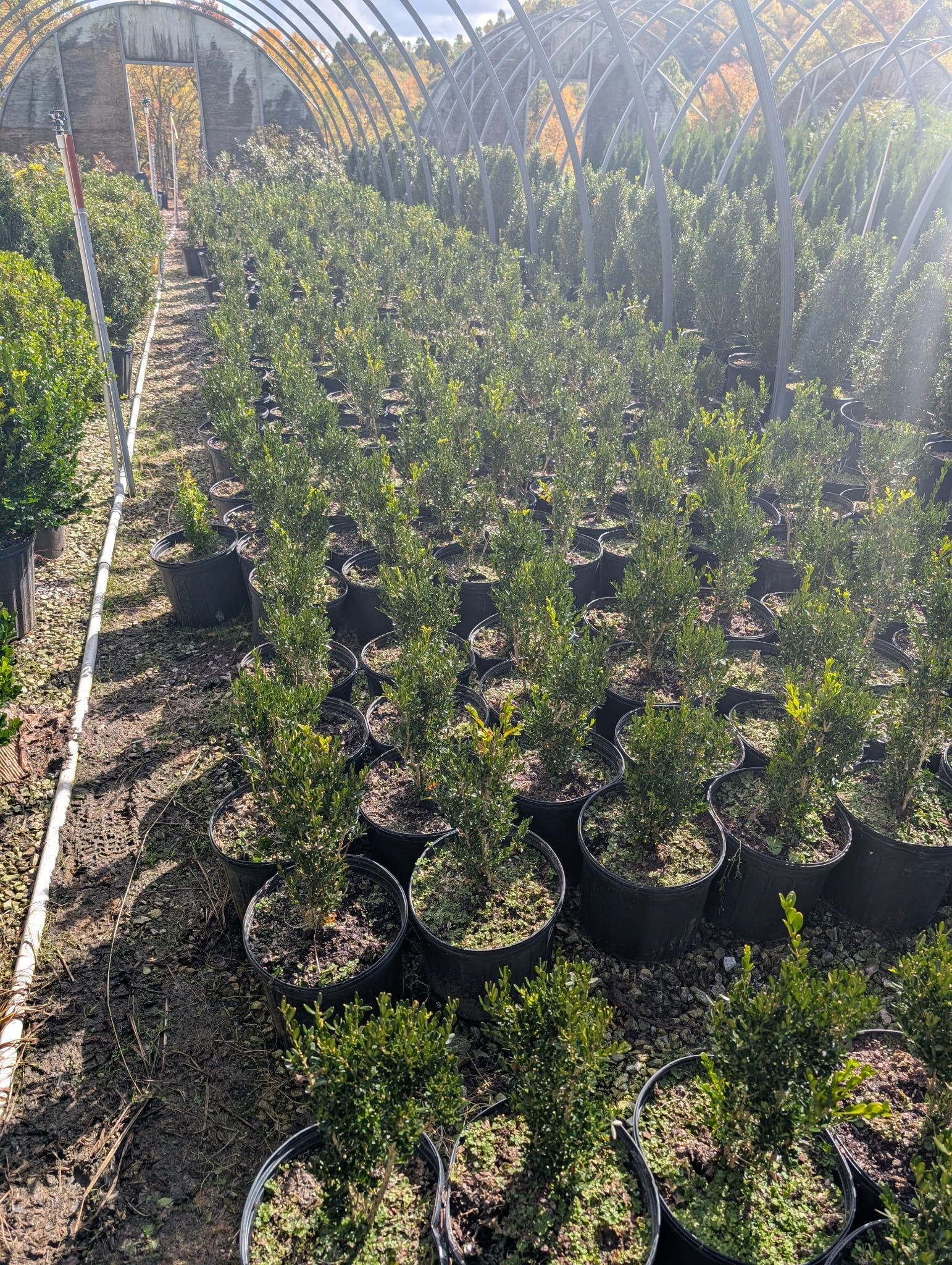 Standard grade boxwood production in greenhouse