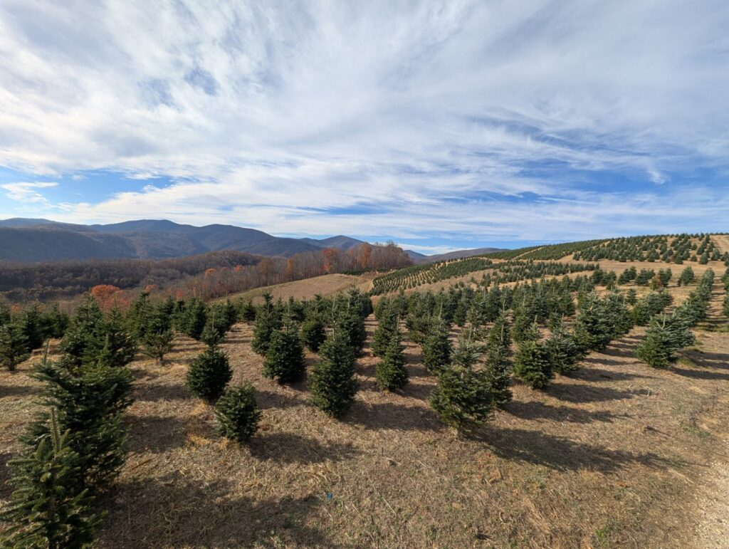 NC Fraser firs on the hillside with dramatic sky