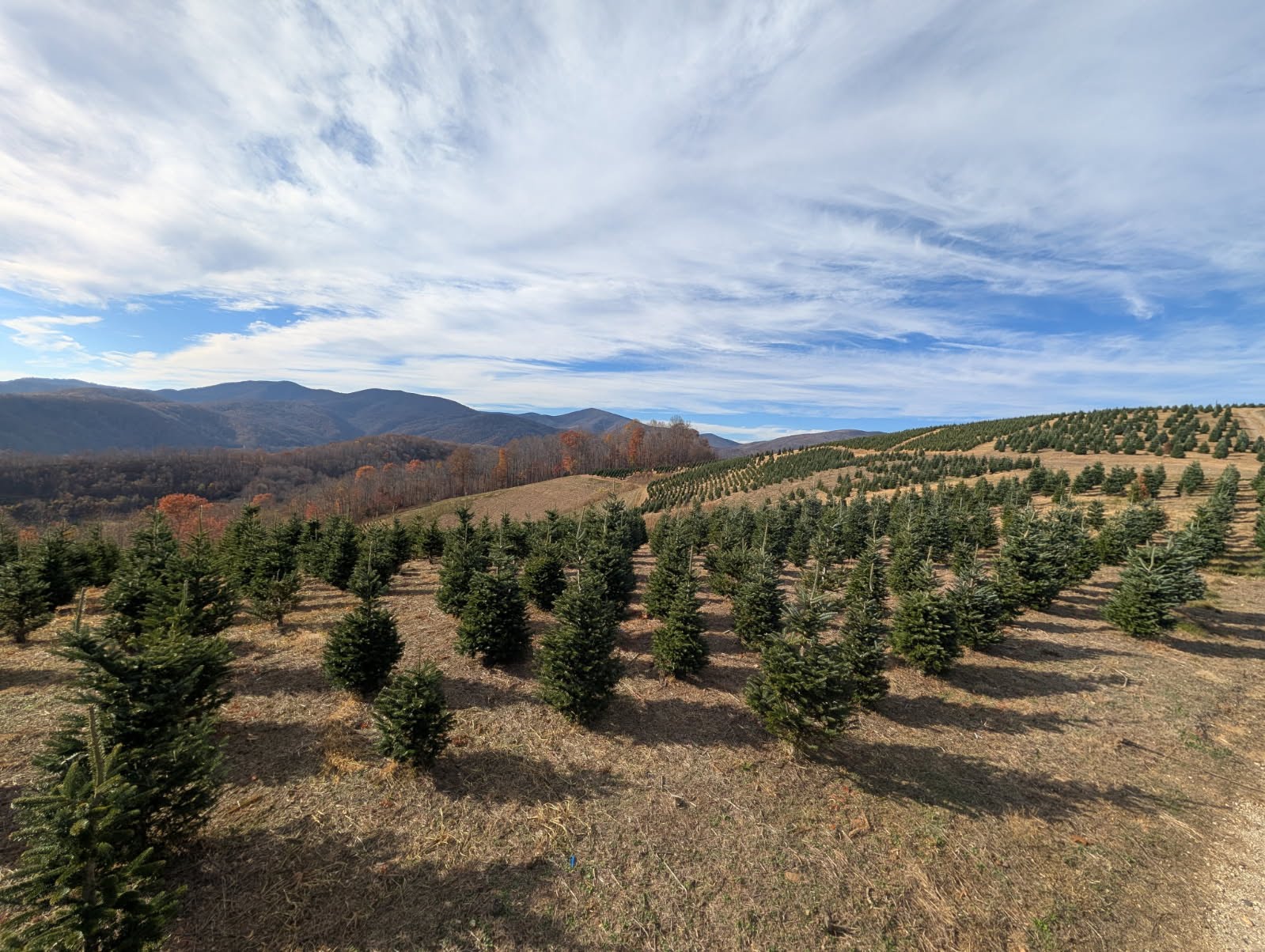 NC Fraser firs on the hillside with dramatic sky