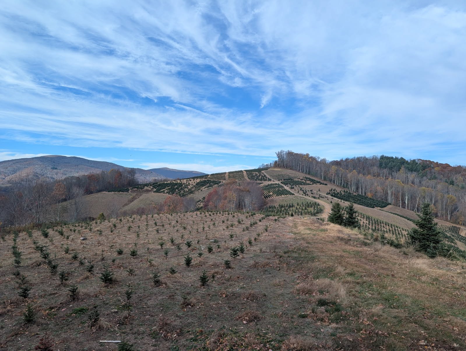 Fraser firs in the Blue Ridge Mountains