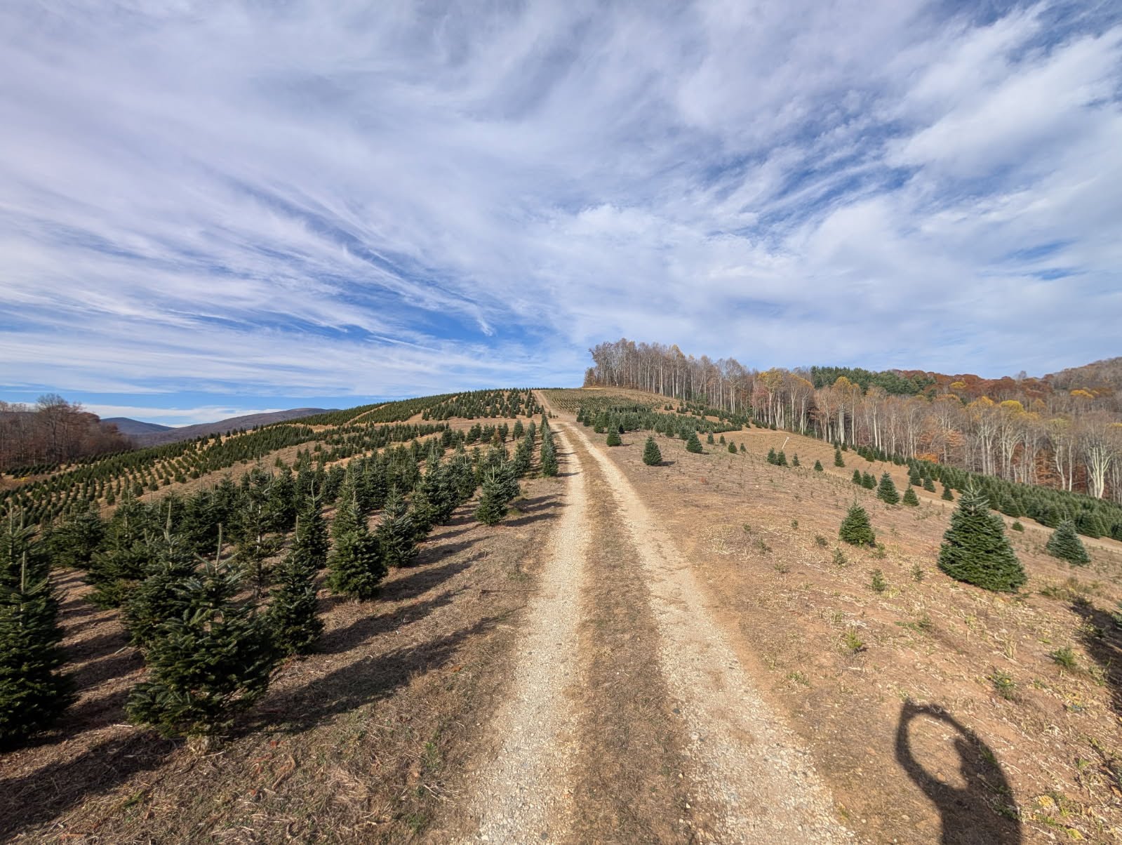 Fraser firs ready for harvest in Avery County