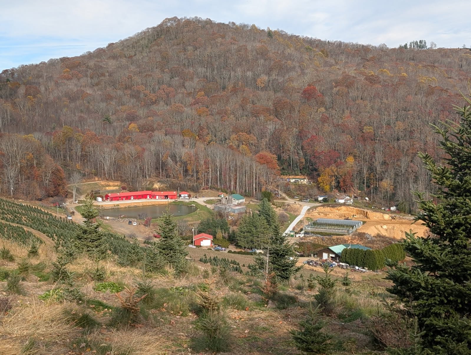 Sugar Plum Farms with red barn, pond, and Christmas trees on the mountain