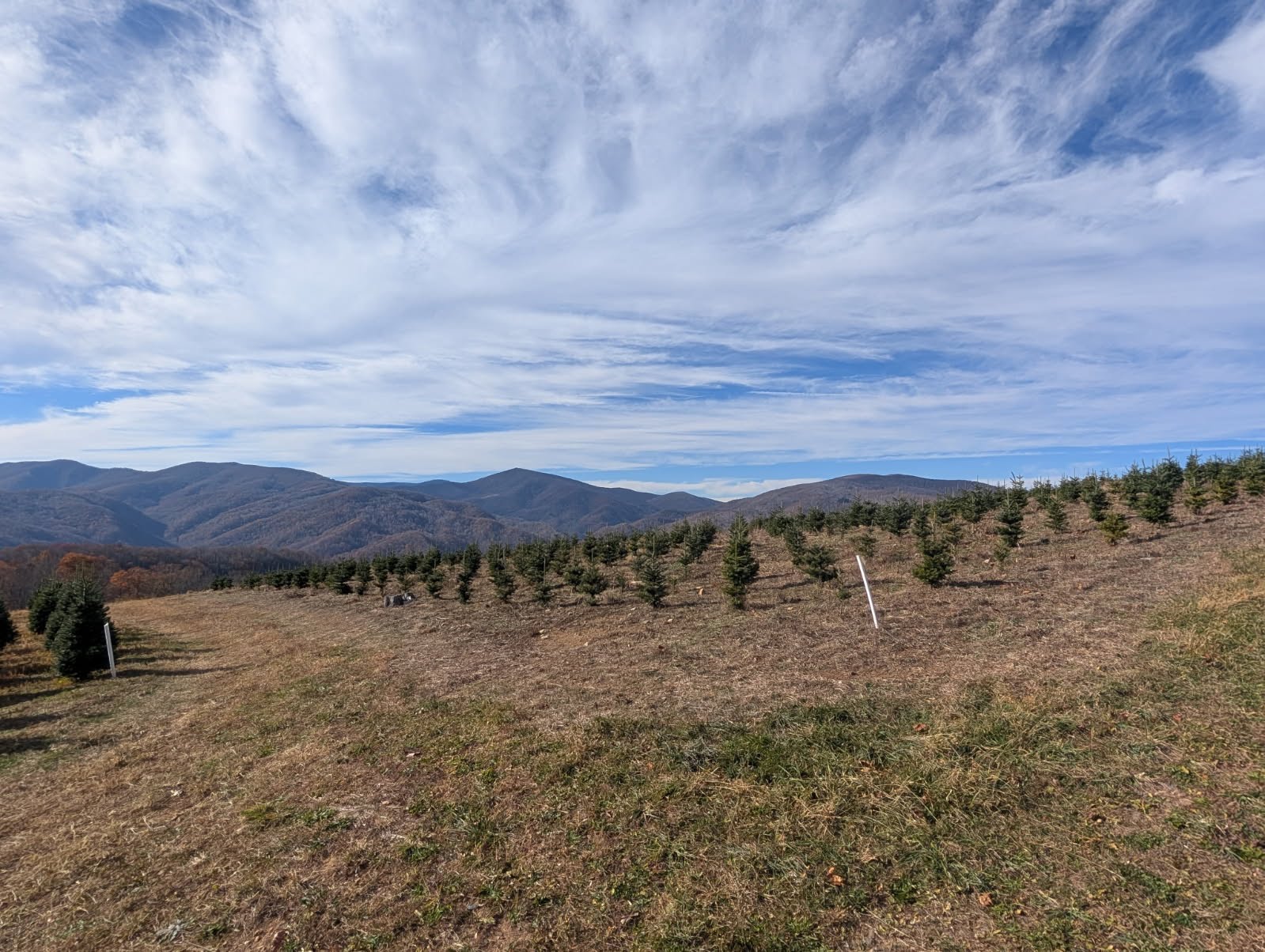 Fraser firs with the Blue Ridge Mountain panorama