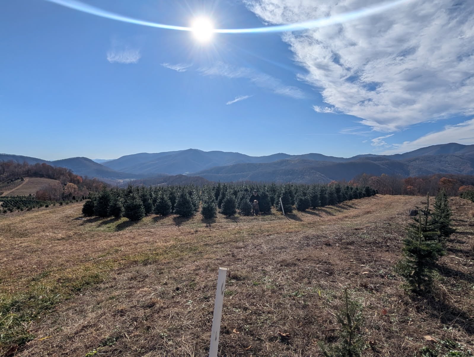 Looking up at tall Fraser firs on the ridge