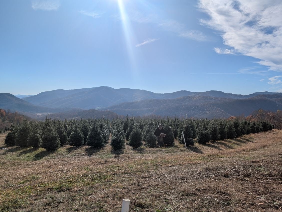Standing among tall Fraser firs with the Blue Ridge Mountains behind
