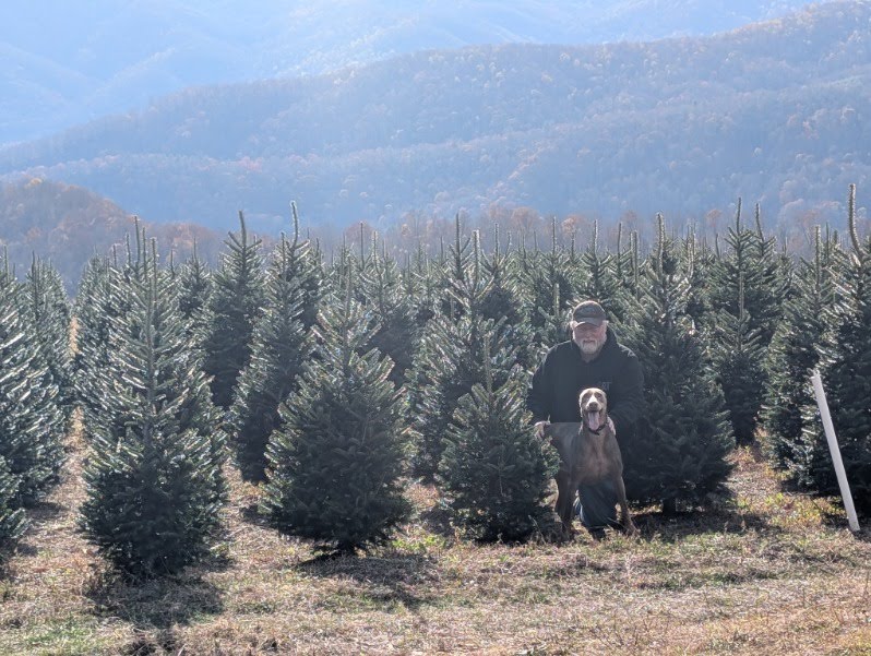 Full-size Fraser firs towering over a visitor at Sugar Plum Farms