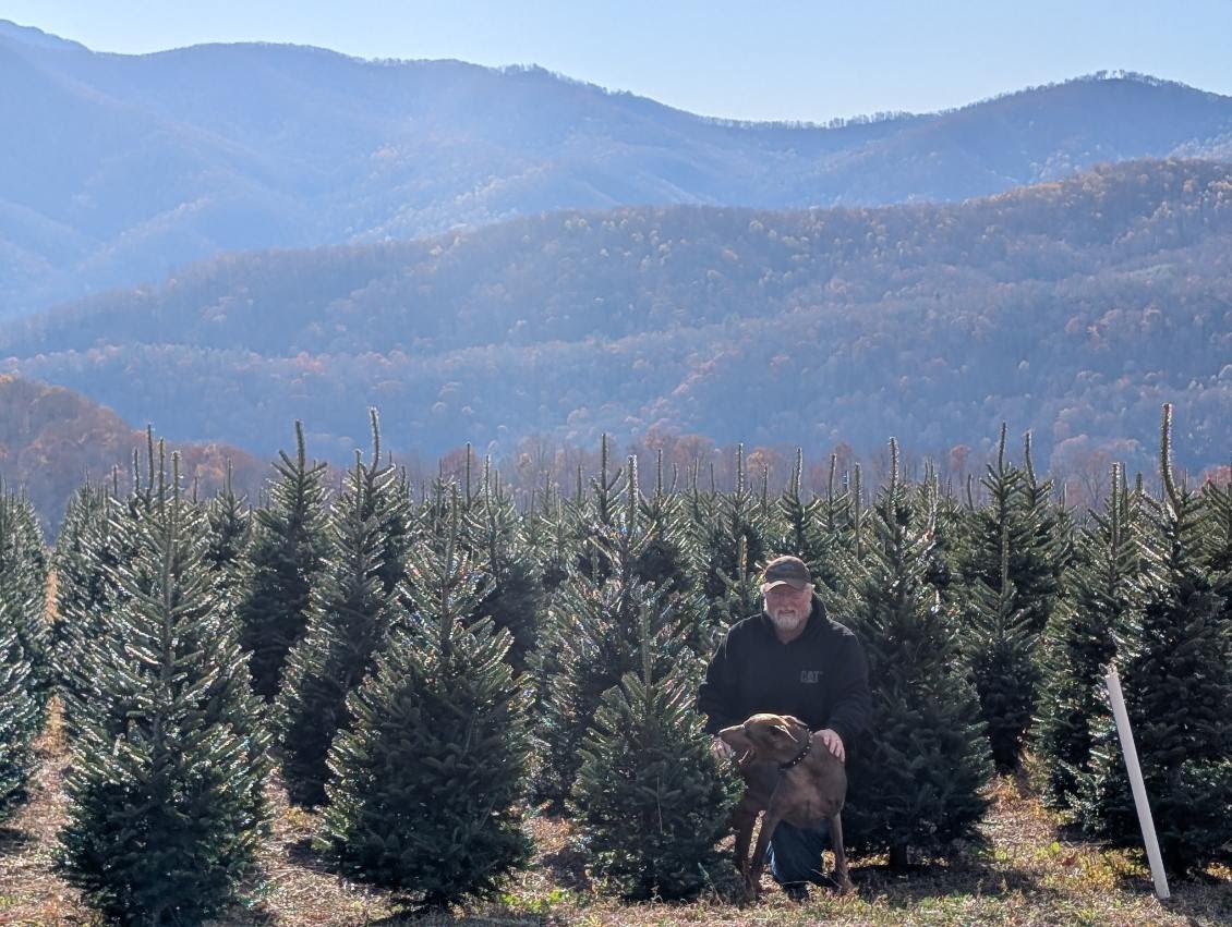 Standing among full-size Fraser firs with mountain views behind