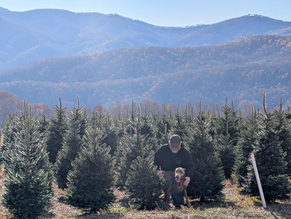 Family choosing a Fraser fir among the Christmas trees