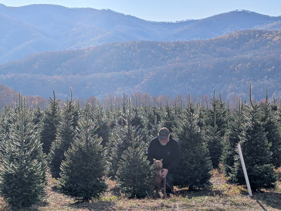 Dense rows of tall Fraser firs at harvest size