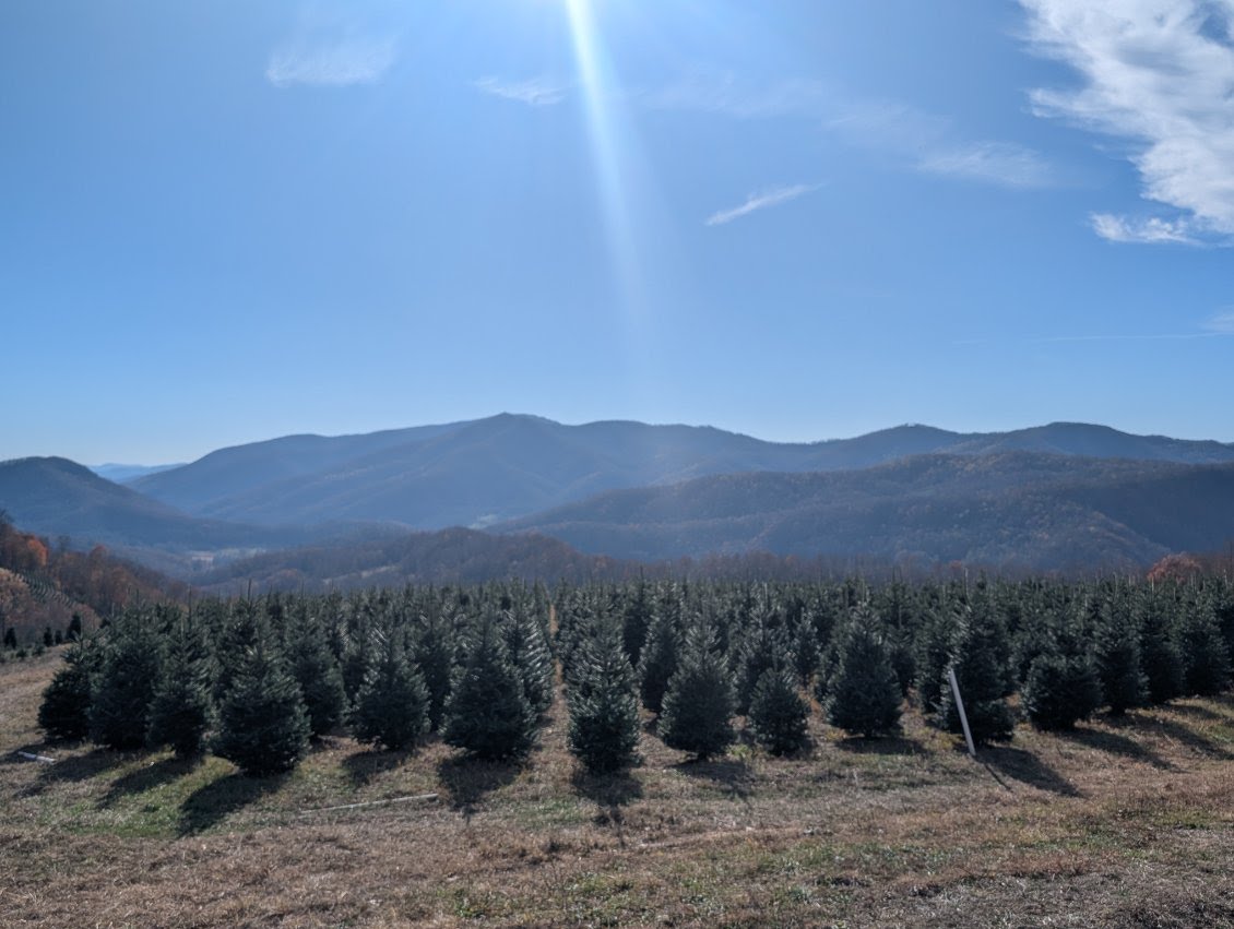 Rows of full-size Fraser firs with sweeping mountain views