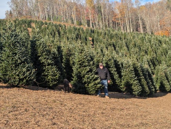 Full-size Fraser firs ready for harvest