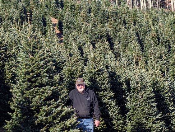 Farmer surrounded by towering mature Fraser firs at Sugar Plum Farms