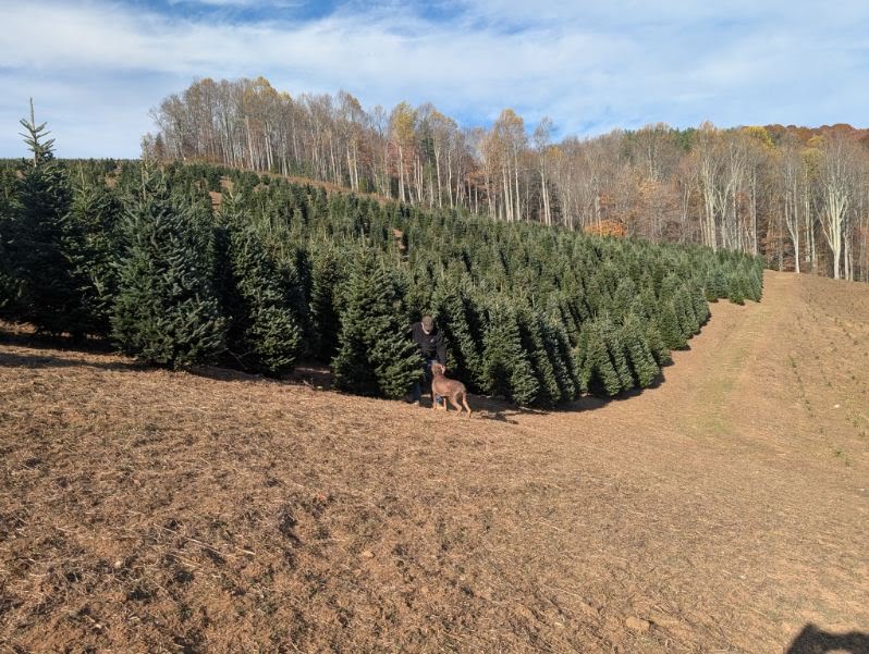 Massive row of tall Fraser firs ready for harvest