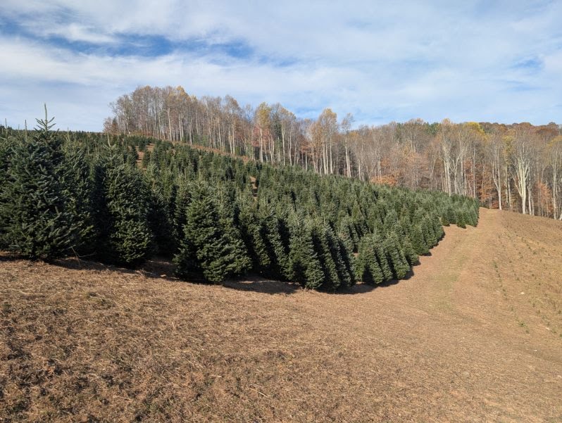 Rows of Fraser firs along the Avery County hillside