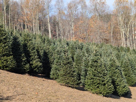 Dense stand of full-size Fraser firs