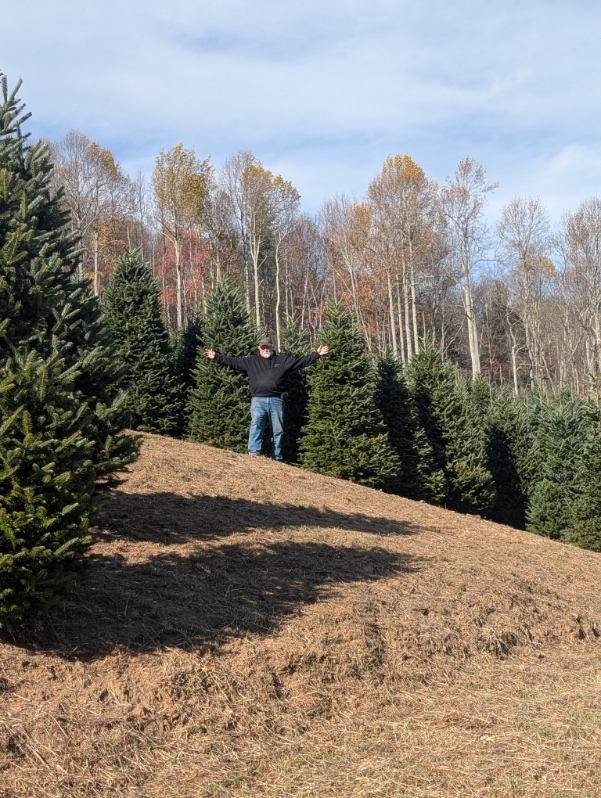 A NC Fraser fir Christmas tree at Sugar Plum Farms